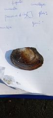 Sinanodonta woodiana