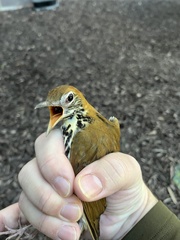 Hylocichla mustelina