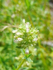 Agathisanthemum bojeri