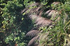 Miscanthus floridulus