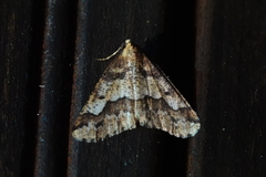 Erannis defoliaria
