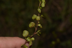Muehlenbeckia complexa
