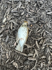 Hylocichla mustelina