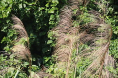 Miscanthus floridulus