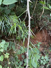 Asparagus falcatus