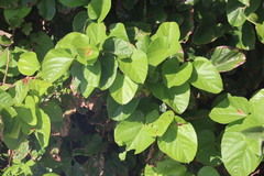 Byttneria grandifolia