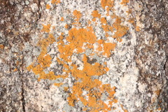 Trentepohlia aurea