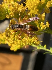 Polistes rubiginosus
