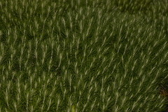 Cassinia tenuifolia