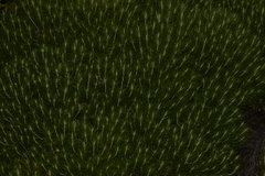 Cassinia tenuifolia