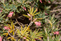 Brachyloma ericoides