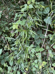Asparagus falcatus