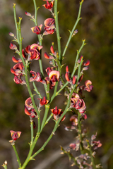 Daviesia brevifolia
