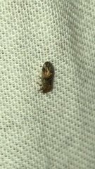 Pachypsylla celtidisvesicula