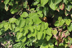 Byttneria grandifolia