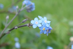 Myosotis sylvatica