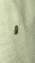 Pachypsylla celtidisvesicula