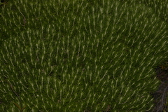 Cassinia tenuifolia