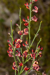 Daviesia brevifolia