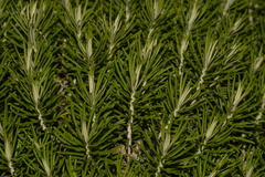 Cassinia tenuifolia