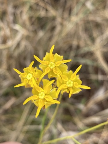 Asclepias aurea image