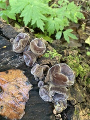 Auricularia