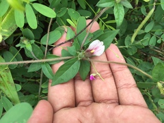 Blepharis maderaspatensis