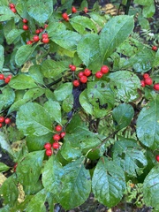 Ilex verticillata