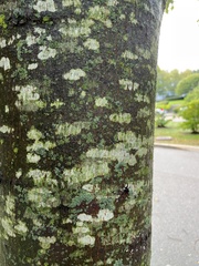 Lecanora thysanophora