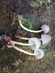 Mycena epipterygia