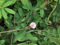 Blepharis maderaspatensis