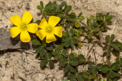 Oxalis perennans