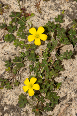 Oxalis perennans