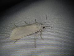Scirpophaga excerptalis