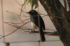 Cossypha caffra caffra