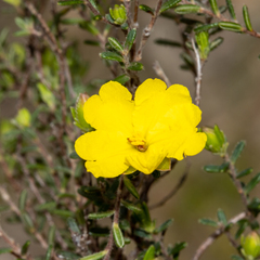 Hibbertia riparia