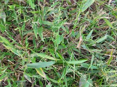 Urochloa platyphylla