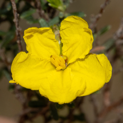 Hibbertia riparia