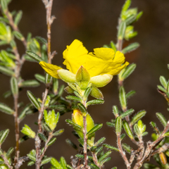 Hibbertia riparia