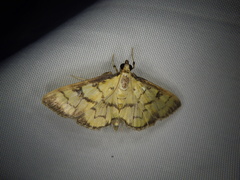 Goniorhynchus exemplaris