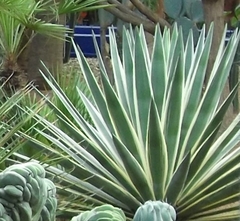 Agave