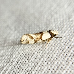Coesyra hemiphragma