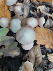 Mycena capillaripes