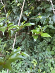 Cephalanthus natalensis