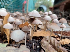 Mycena capillaripes
