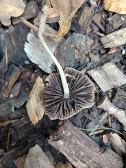 Mycena capillaripes