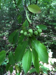 Viburnum prunifolium