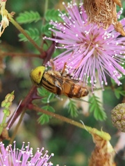 Eristalinus