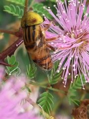 Eristalinus