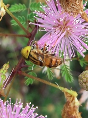 Eristalinus